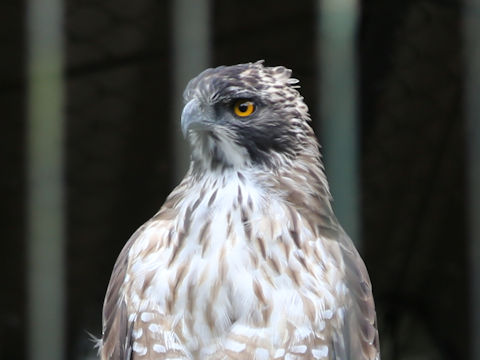 Nisaetus nipalensis