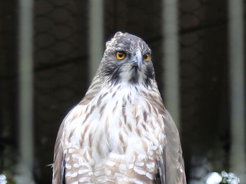 Nisaetus nipalensis