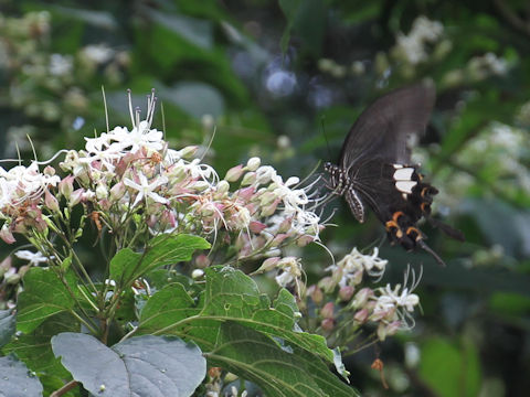 Papilio　protenor