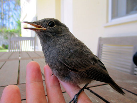 Phoenicurus ochruros