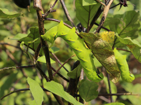 Acherontia lachesis