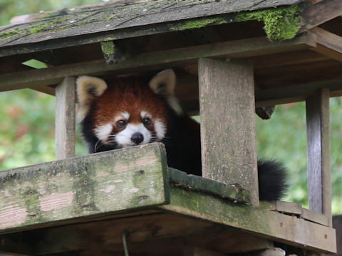 Ailurus fulgens