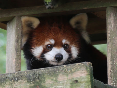 Ailurus fulgens