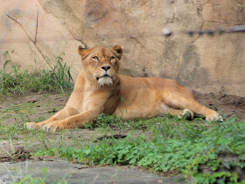 Panthera leo