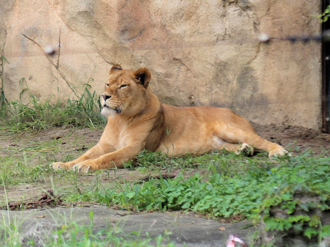 Panthera leo