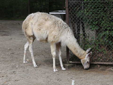 Lama glama