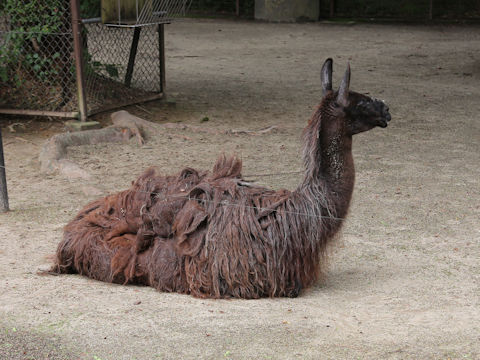 Lama glama