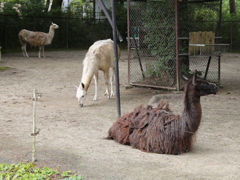 Lama glama