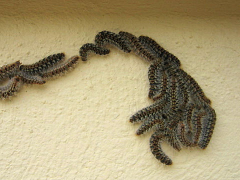 Thaumatopoea pityocampa