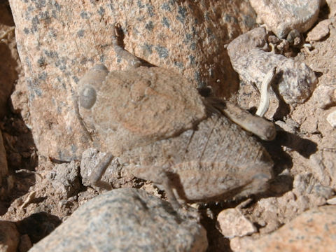 Ocnerodes fallaciosus