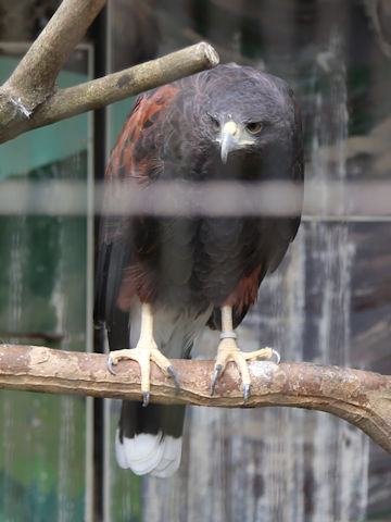 Parabuteo unicinctus