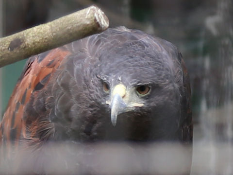 Parabuteo unicinctus