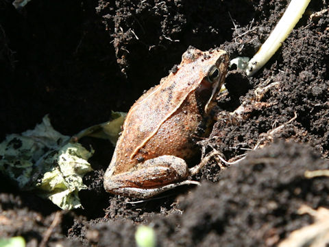 Rana japonica