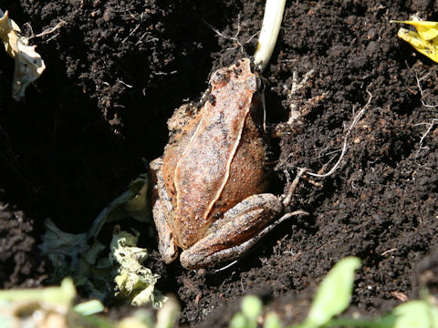 Rana japonica