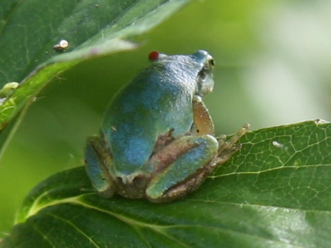 Hyla japonica
