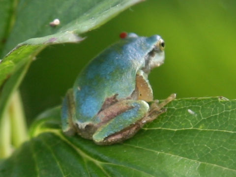 Hyla japonica