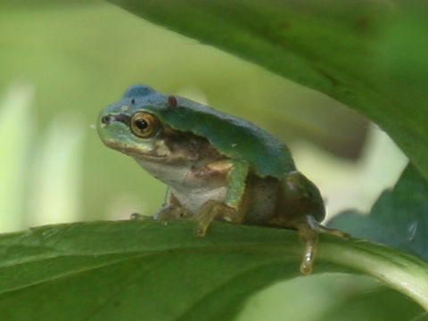 Hyla japonica