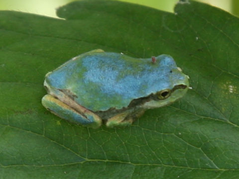 Hyla japonica