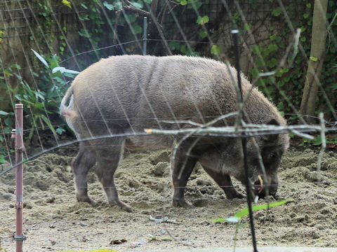 Sus scrofa leucomystax