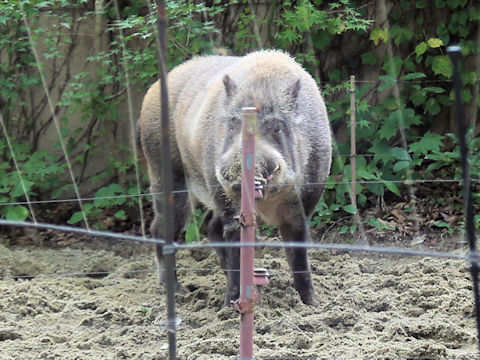 Sus scrofa leucomystax
