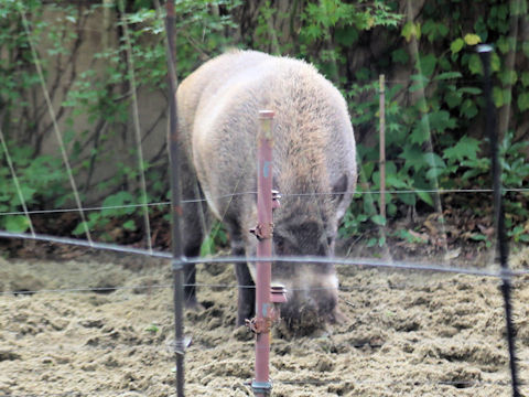 Sus scrofa leucomystax