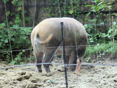 Sus scrofa leucomystax
