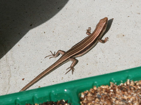 Takydromus tachydromoides