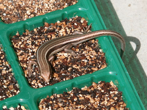 Takydromus tachydromoides