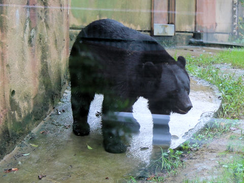 Ursus thibetanus japonicus