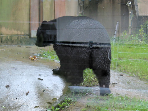 Ursus thibetanus japonicus