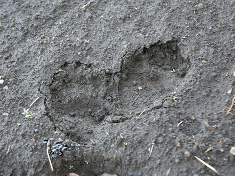 Ursus thibetanus japonicus