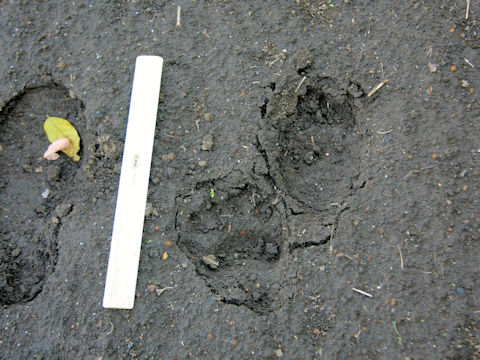 Ursus thibetanus japonicus