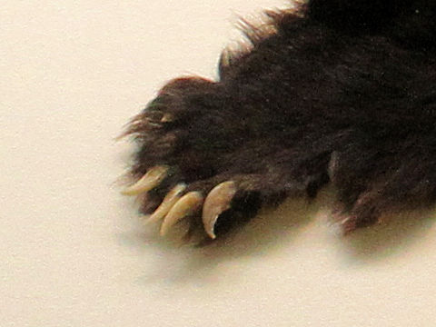 Ursus thibetanus japonicus