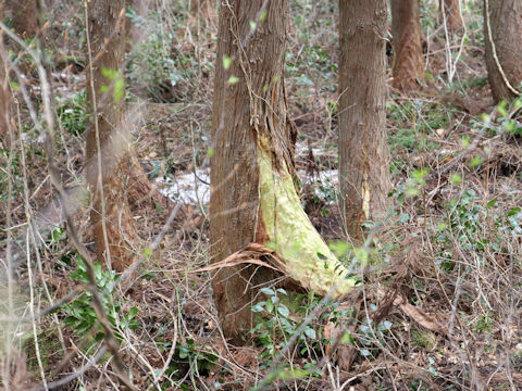 Ursus thibetanus japonicus