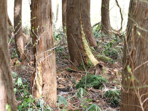 Ursus thibetanus japonicus