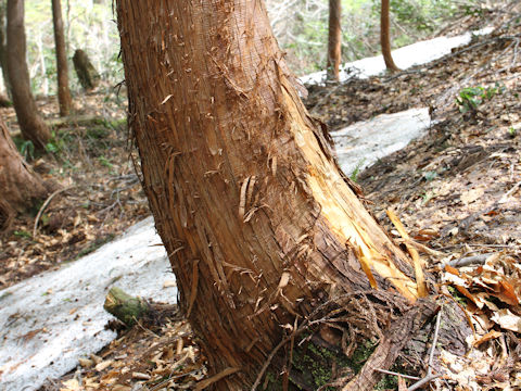 Ursus thibetanus japonicus