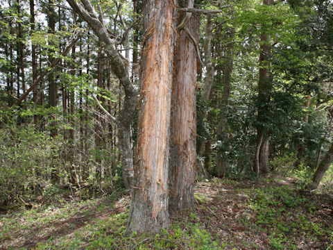 Ursus thibetanus japonicus