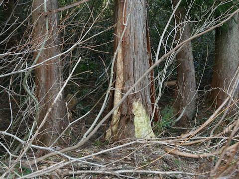 Ursus thibetanus japonicus