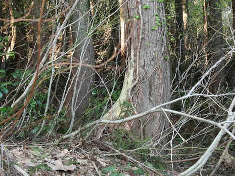 Ursus thibetanus japonicus