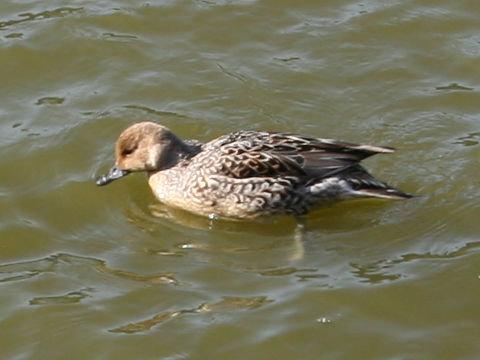 Anas acuta