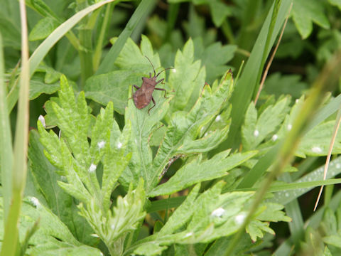 Molipteryx fuliginosa