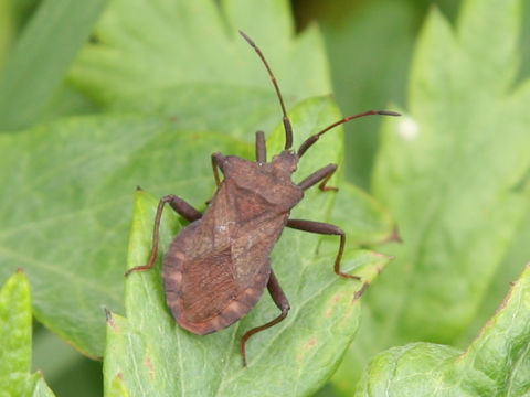 Molipteryx fuliginosa