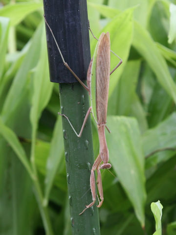 Tenodera aridifolia