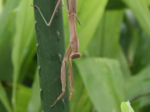 Tenodera aridifolia