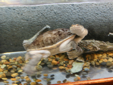 Macrochelodina siebenrocki