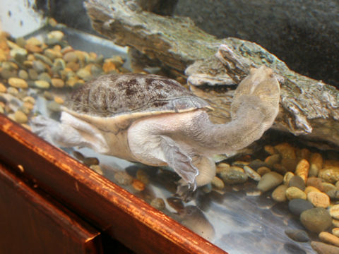 Macrochelodina siebenrocki