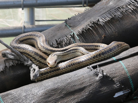 Elaphe quadrivirgata
