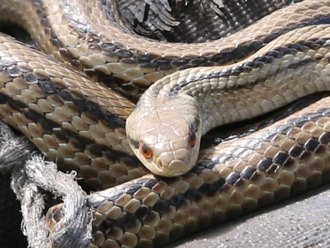 Elaphe quadrivirgata