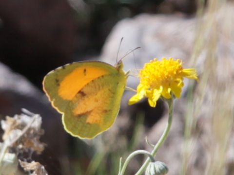 Eurema nicippe