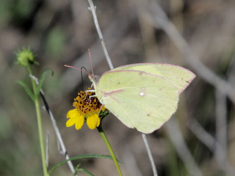 Zerene cesonia